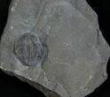 Elrathia Trilobite In Matrix - Utah #6739-1